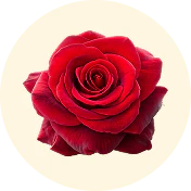 ROSE FLOUR