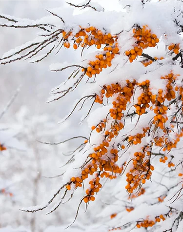 Why Arctic Ingredients
Are Incredibly Powerful