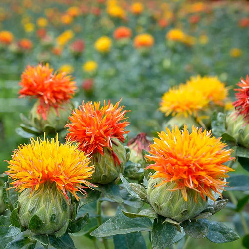 Thistle